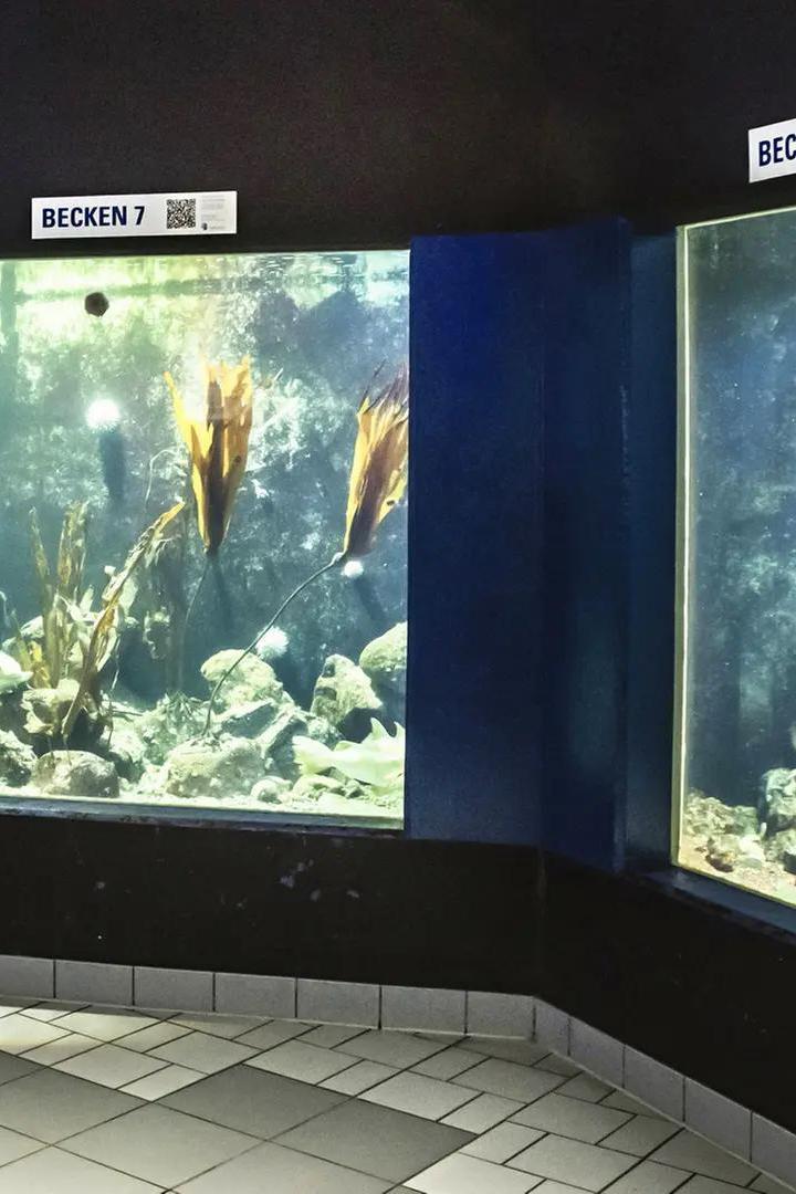 GEOMAR Aquarium